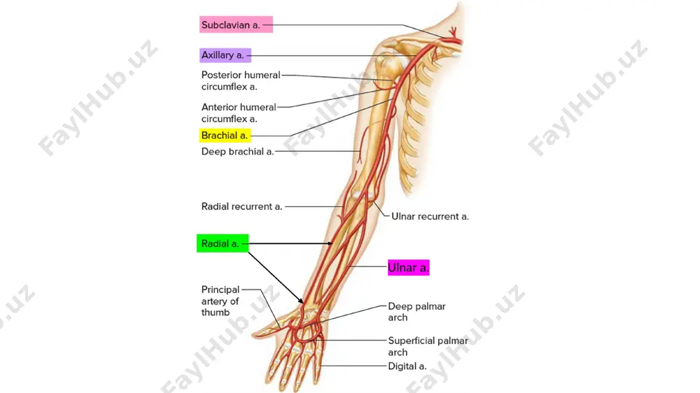 ostalis suprema - qovurg'alararo ustki arteriya. bu arteriyadan a. intercostalis posterior prima - 1-qovurg‘alararo sohaga va a. interacostalis posterior secunda - 2-qovurg‘alararo sohaga tarmoqlar ajraladi. 0‘z navbatida, bu tarmoqlardan orqa shoxlar - r. dorsales va orqa miyaga r. spinales shoxlari ajraladi 0‘mrov osti arteriyasining uchinchi qismidan bo‘yinning ko‘ndalang arteriyasi (a. transversa coli) oldingi narvonsimon mushakning lateral chekkasi sohasida boshlanib, kurak o‘tkir qirrasining medial uchi sohasida ikki tarmoqqa bo‘linadi: a) yuzaki tarmoq (r. superficialis) kurakni ko‘taruvchi, bo‘yinning tasmasimon va trapetsiyasimon mushaklarini qon bilan ta’minlaydi; b) chuqur tarmoq (r. profundus) pastga yo‘nalib rombsimon, orqaning yuqori tishli, kurak osti va orqaning serbar mushaklarini qon bilan ta’minlaydi. qo‘ltiq osti arteriyasi (a. axillaris) o‘mrov osti arteriyasining bevosita davomi bo‘lib, qo‘ltiq osti chuqurchasida yelka chigali tutamlari o‘rtasida joylashgan. katta ko‘krak mushagining pastki chekkasida u yelka arteriyasiga o‘tib ketadi. qo‘ltiq osti arteriyasi uch qismga bo’lib o‘rganiladi. uning birinchi qismi ko‘krak-o‘mrov uchburchagi sohasida quyidagi tarmoqlar chiqadi: 1. yuqori …