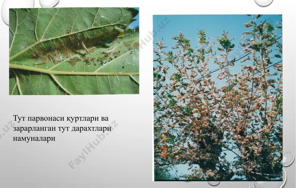 ийлиги, кун 15℃ 20℃ 25℃ 30℃ 35℃ тухумлик даври 8,2±0,3 5,8±0,4 4,3±0,6 3,2±0,4 2,8±0,2 қуртлик даври - 22,5±0,7 15,6±0,3 12,2±0,6 10,3±0,3 ғумбаклик даври - 13,2±0,6 9,1±0,7 6,7±0,5 5,3±0,2 имаголик даври - 18,7±0,2 16,7±0,3 12,5±0,6 9,6±0,4 бир авлоди учун сарфланадиган кунлар - 60,2±0,5 45,7±0,4 34,6±0,6 28,0±0,2 тут парвонасининг турли ҳаво ҳароратларида ривожланиш давомийлиги (лаборатория тажрибалари, 2016-2018 йй.) тут парвонасининг тутга етказган зарари (андижон вилояти, бўз тумани, 2016-2017 йй.) кўрсаткичлар тут новдаларининг ўртача узунлиги, см барглари 1 та новдадаги барглар сони, дона 1 та баргнинг ўртача оғирлиги, гр зарарланган новда (ўртача 1 қурт/барг ҳолида) 10,2 18 0,9 зарарланмаган новда (назорат) 10,1 28 1,4 баргларга етказилган зарар миқдори, % 35,7 29,2 1-жадвал 2-жадвал тут парвонасига қарши ишлатилган олтинкўзнинг биологик самарадорлиги трихограмманинг тут парвонаси тухумларига таъсири динамикаси (андижон вилояти, бўз тумани, 2015-2016 йй.) тажриба варианти а (дона) 1 та тут дарахтига қўлланилган трихограмма оғирлиги (мг) в (дона) бс (%) ўтган кунлар 3 7 10 …