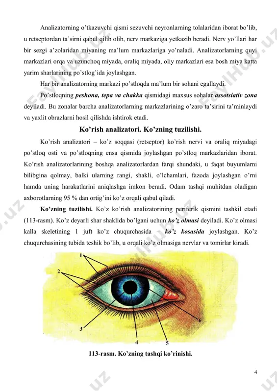 to’r parda - retina 114-rasm. ko’z olmasining tuzilishi. 1 – mushak; 2 – gavharning boylamlari; 3 – muguz (shox) parda; 4 – oldingi kamera; 5 – gavhar; 6 – rangdor parda; 7 – ko’rish nervi; 8 – ko’r dog’; 9 – sariq dog’; 10 – to’r parda; 11 – pigment qavat; 12 – tomirli parda; 13 – oqsil parda; 14 – shishasimon tana. oqsil parda zich tolali biriktiruvchi to’qimadan tuzilgan, uning tarkibida kollagen tolalar ko’p bo’ladi. shuning uchun oqsil parda zich va mustahkam bo’lib, ko’z olmasining shaklini belgilaydi. ko’zning old tomonida oqsil parda muguz pardaga o’tadi. muguz parda ko’p qavatli muguzlanmaydigan epiteliy to’qimasidan iborat bo’lib, uning nur sindirish ko’rsatkichi - 1,3-1,4 ga teng. o’rta tomirli parda – sklera bilan to’r parda orasida joylashgan. tomirli pardada ko’plab qon tomirlar bo’ladi. tomirli parda to’r parda hujayralarining oziqlanishida hamda ko’z ichidagi bosimning bir me’yorda bo’lishida muhim ahamiyatga ega. tomirli pardaning ichki yuzasida pigment …