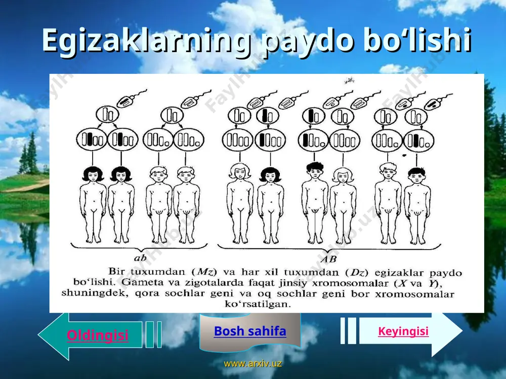 lgini shakllanishiga irsiyatning rolini baholashda mono va dizigotali egizaklarning % konkordantligini taqqoslash kerak. masalan, biz bilamizki, qon guruhi genotip tomonidan belgilanadi, muhitning ta'siriga bog'liq bo'lmaydi, shuning uchun ham mz egizaklar gumhida to'la konkordantlik 100 % bo'ladi. dz egizaklar guruhida esa, konkordantlik ota-onasining genini mos kelishiga bog'liq bo'ladi, shuning uchun ham uncha katta bo'lmaydi, masalan, 35 % bo'lsa, unda: oldingisi keyingisi bosh sahifa www.arxiv.uz www.arxiv.uz oldingisi keyingisi bosh sahifa dermatoglifikani tekshirish usuli dermatoglifika maxsus fan bo'lib, odamlarning barmoq, kaf va tovon terisidagi naqshlar tasvirlari yuzaga chiqishida irsiyatning rolini o'rganadi. dermatoglifika (ikki yunoncha «derma» — teri, «qlyphe» — rasm so'zidan olingan) tushunchasini fanga kammins va midlolar kiritishdi. teridagi tasvirlarni o'ganish juda qadimdan boshlangan bo'lib, malpigi (1686) va purkinelar (1823) o'zlari-ning anatomiya sohasidagi ishlarida barmoqlardagi tasvirlarning xillarini ko'rsatishgan. teridagi murakkab tasvirlar epidermisda derma qavatidan hosil bo'lgan burtmachalar hisobiga paydo bo'ladi. barmoqlar ichida hosil bo'lgan naqshlar esa, har bir irqqa mansub kishilarda o'ziga xos …