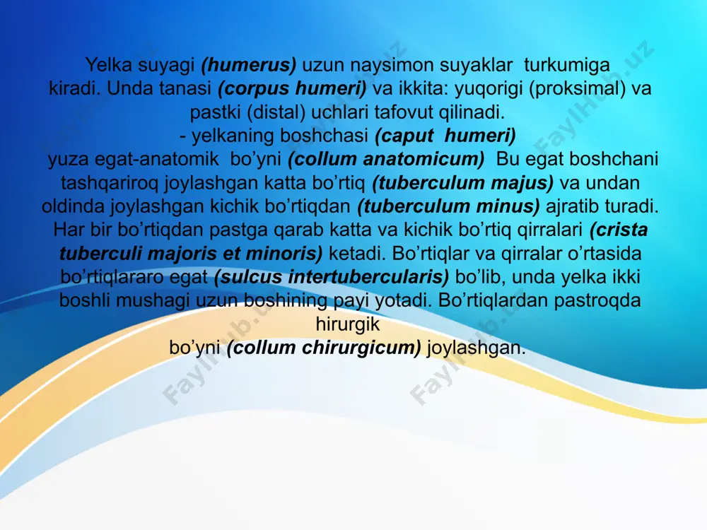 sqa naysimon suyakdan iborat. har bir kaft suyagida asosi (basis), tanasi (corpus) va boshchasi (caput) tafovut qilinadi. kaft suyaklarining uchlari kattalashgan, tanasi uchburchakka o’xshash shaklga ega. qo’l panjasida yo’g’on va qisqa bosh barmoq (pollex), ko’rsatkich barmoq (index), eng uzun o’rta barmoq (digitus medius), nomsiz barmoq (digitus annularis ) va jimjiloq (digitus minimus) tafovut qilinadi. barmoq falangalari (phalanges digitorum) qisqa naysimon suyakdan iborat. ii-v barmoqlarda uchta falanga: proksimal (phalanx proximalis), o’rta (phalanx media) va distal (phalanx distalis) bor. bosh barmoqda esa ikki: proksimal va distal falangalar bor. har bir falangada asosi (basis phalangis), tanasi (corpus phalangis) va boshi (caput phalangis) tafovut qilinadi. proksimal falangalarning asosida kaft suyaklari bilan bo’g’im hosil qiluvchi chuqurcha bo’lsa, o’rta va distal falangalarda bo’g’im yuzasi bor. distal falangalarning uchlari yassilashib g’adir-budirlik (tuberositas phalangis distalis) hosil qiladi. image1.jpeg image3.png image4.png image5.png image6.png image7.png image8.png image9.png image10.png image11.png image12.png image13.png image14.png image15.png image16.png image17.png image18.png image19.png image20.png image21.png image22.png …