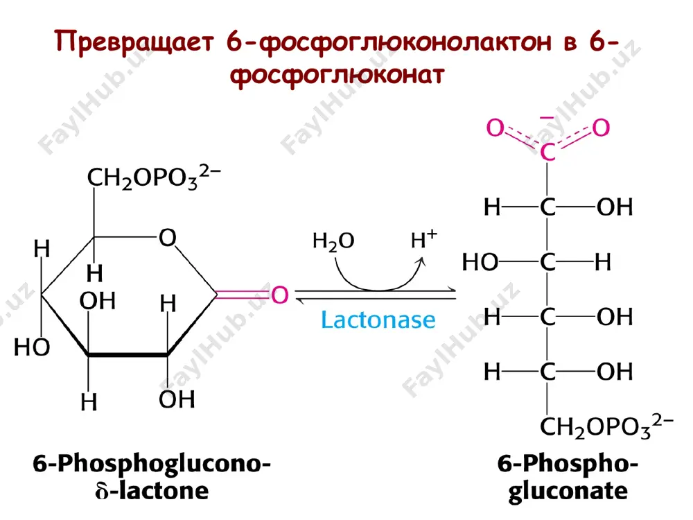 пентозофосфатный путь - Page 5