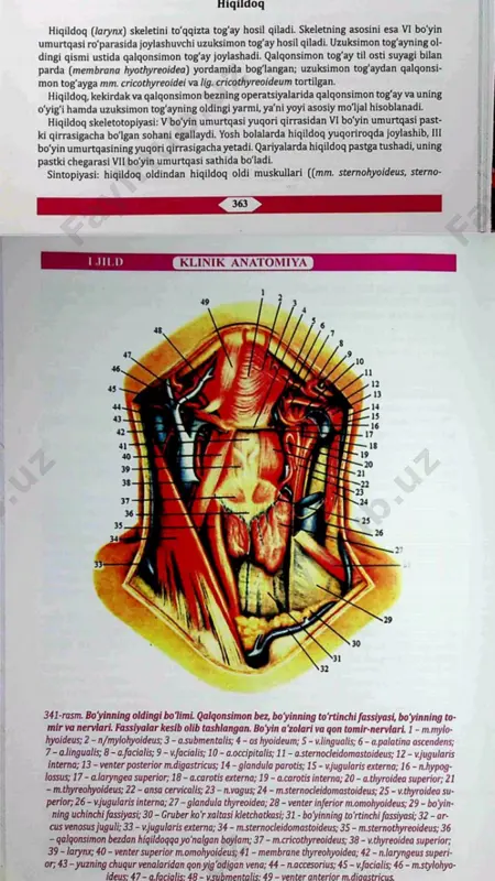 bosh suyagi o'rta chuqurchasi haqida ma'lumot - Page 3