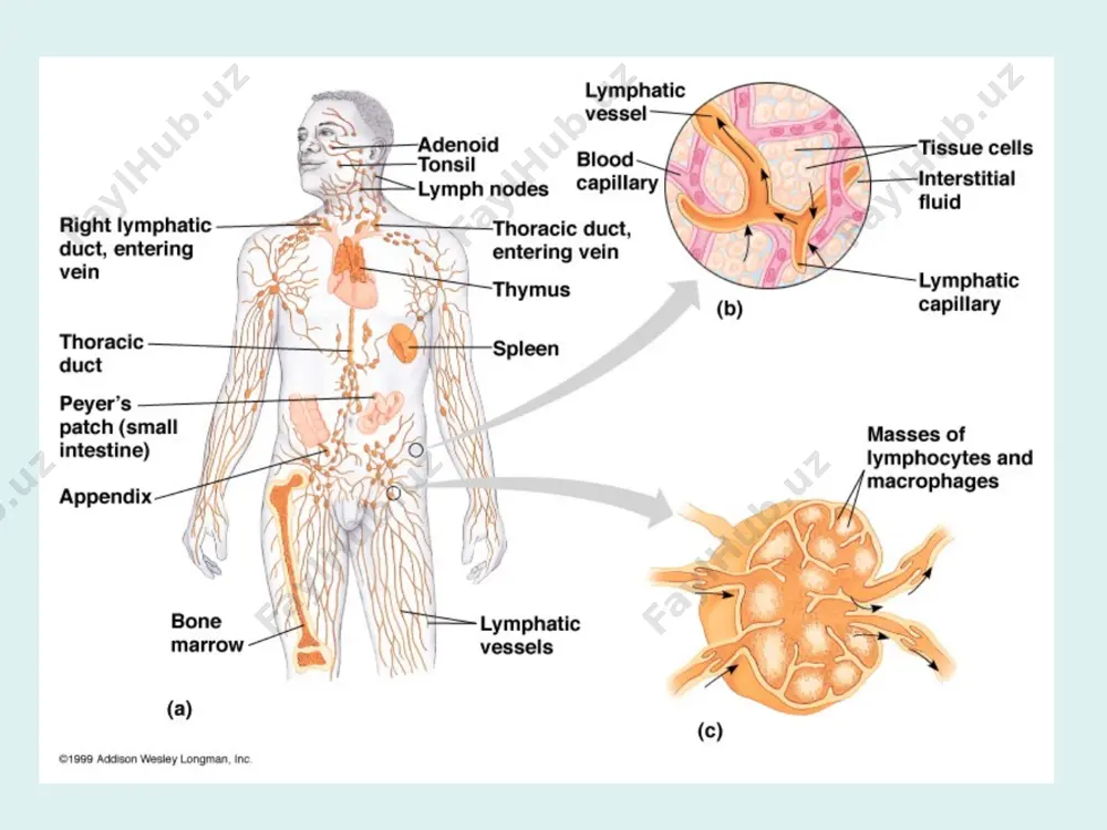 human immune system - Page 3