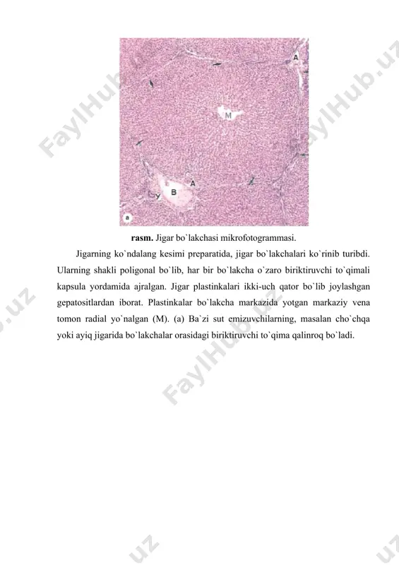 adi. plastinkalar orasida esa sinusoid qon tomirlar o`tadi (s). h&e x400. (b) retikulin (kollagen tolalarning iii tipi) tolalar (r) jigar plastinkalari (g) atrofida joylashib, ular va sinusoid kapillyarlarga tayanch vazifasini bajaradi. jigar biritiruvchi to`qimasining asosiy qismi to`siqlar va portal traktda bo`lgan. x400. silver (c)jigar plastinkalari (p) markaziy vena (m) tomon radial joylashgan. markaziy vena atrofida kollagen tolalarning soni sinusoidlar (s) atrofiga nisbatan ko`proqdir. sinusoidlardan qon markaziy vena tomon yig`ilib yo`nalgani ko`rsatkichlar orqali ko`rsatilgan. x200. mallori uch хrom. (g) periferik portal soхada biriktiruvchi to`qima ko`proq rivojlangan va bu yerda portal triada aniq ko`rinmoqda: portal venula (pv), jigar arteriyasi tarmog`i arteriola (a) va bir yoki ikkita o`t naychasi (o`n). x200. g va e. ■ perisinusoidal bo`shliqda joylashgan yana bir hujayra yulduzsimon hujayralaridir. ular yog`da eruvchi a va boshqa vitaminlarni to`playdi. ular mezenхima hujayralaridan hosil bo`lgan bo`lib, oddiy preparatlarda turlicha ko`rinadi. bunan tashqari ular ekstrasellyulyar matriks komponentini sintezlashda (esm) (jigar jaroхatlanganda miofibroblastlarga aylanadi) …