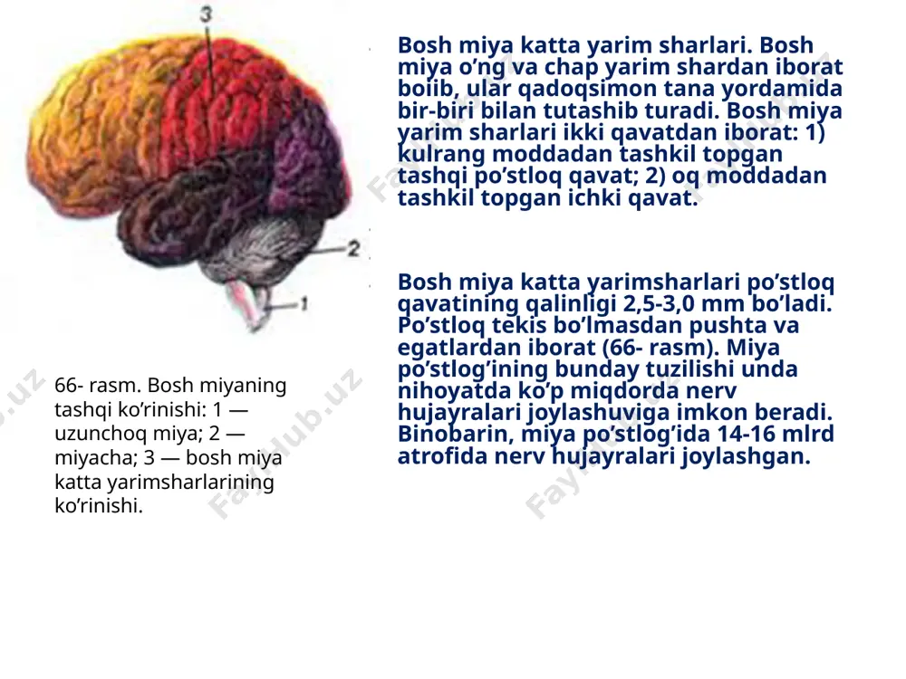 cha kiradi (64-, 65- rasmlarga qarang). miyachaning tashqi. 1 - chuvalchangsimon qismi; 2 - yarimshari. qizig’i shundaki, miya po’stlog’i pushtalarining soni barcha odamda deyarli bir xil, jekin ularning tuzilishi bamisoli qo’l kafti chiziqlari singari xilma-xil bo’ladi. agar miya po’stlog’ining pushta va egatlari yozib tekislansa, uning umumiy sathi 1468 - 1670 sm2 ni tashkil qiladi. miya katta yarim sharlari peshana, chakka, tepa, ensa qismlarga bo’linadi. bosh miya katta yarim sharlari po’stlog’i mikroskopda tekshirilganda, undagi nerv hujayralari olti qavat bo’lib joylashganligi aniqlangan (67- rasm). bosh miya katta yarim sharlari po’stlog’ining turli qismlarida joylashgan nerv hujayralarining po’stloq sathi funksiyasiga ko’ra uchta zonaga bo’linadi: sezish, harakat va assotsiativ zonalar. 67- rasm. bosh miya po’stlog’ining mikroskopik tuzilishi: i - eng ustki qavat, nerv hu-jayralarining kalta o’simtalaridan tashkil topgan; ii - donador huhayralar; iii - piramidasimon hujayralar; iv - yulduzsimon hujayralar; v - piramidasimon yirik hujayralar; vi - duksimon hujayralar. sezish zonalarida joylashgan nerv hujayralari to’plami …