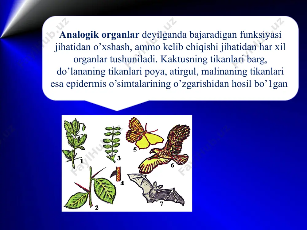 evolutsiyani isbotlashda embriologiya va solishtirma anatomiya, paleontologiya fan dalillari - Page 5