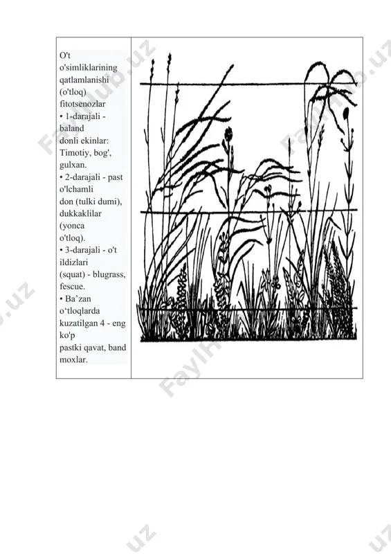 fitotsenoz turlarining yaruslik va sinuziyalar o'rganish - Page 5