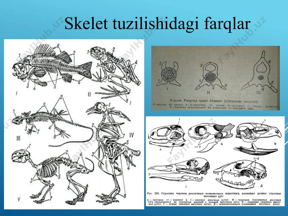 umurtqalilar (vertebrata) - Page 3
