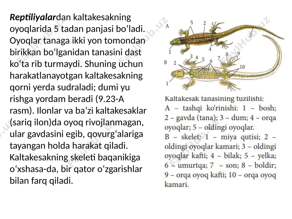 eletlaridan iborat (9.27-rasm). bosh miyasi ancha kuchli rivojlangani tufayli miya qutisi ham boshqa umurtqali hayvonlarnikiga nisbatan yirik bo‘ladi. umurtqa pog‘onasi bo‘yin, ko‘krak, bel, dumg‘aza va dum bo‘limlariga ajratiladi. sutemizuvchilar oldingi oyoq kamari skeleti ikkita kurak va unga qo‘shilib o‘sgan ko‘krak tirgak suyagi hamda ikkita o‘mrov suyagidan iborat. itning o‘mrov suyagi rivojlanmagan. orqa oyoq kamari, ya’ni chanoq 3 juft suyakdan iborat. oldingi oyoqning erkin suyaklari: yelka, bilak, tirsak va panja suyaklari dan iborat. orqa oyoqning erkin suyaklariga son, boldir va panja suyaklari kiradi. xulosa chiqaramiz • umurtqali hayvonlar faol harakatlanishi sababli sayyoramizning turli joylarida tarqalgan. qushlar havo muhitida yashashga moslashgani uchun suyaklari yengil, naysimon suyaklarning bo‘shlig‘i havo bilan to‘lgan bo‘ladi. hayvonlarning suv muhitida tarqalishiga moslashish belgilaridan biri suzgichlarning rivojlanganidir. yangi bilimlarni qo‘llaymiz bilish va tushunish 1. baliqlar qanday harakatlanadi? 2. qaysi qushlarda oyoq muskullari yaxshi rivojlangan? 3. dengizlarda yashovchi sutemizuvchilarga misollar ayting. qo‘llash. qushlar va ko‘rshapalaklarning havo muhitiga moslashish mexanizmlarini aniqlang. …