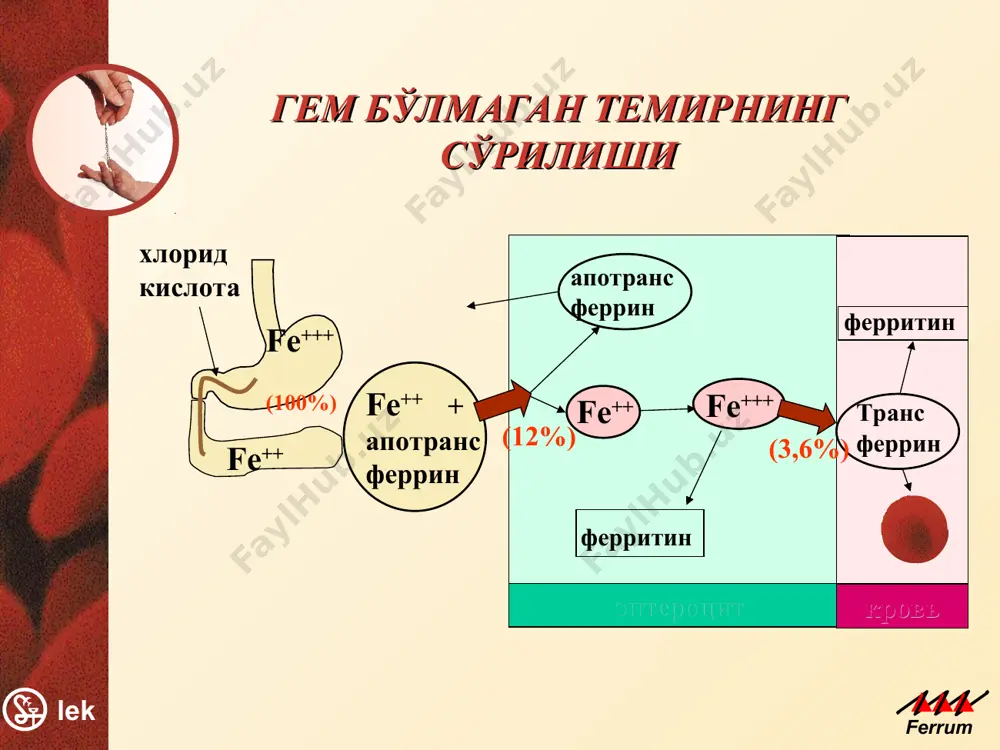 как из просвета жкт гемовое железо поступает в клетки слизистой, происходит распад гема на порфириновое кольцо и железо. далее одна часть высвободившегося железа окисляется церулоплазмином до трехвалентного и в таком виде часть его поступает в кровь, где присоединяется к трансферрину и транспортируется к органам кроветворения, а другая встраивается в ферритин и остается в клетке. темирнинг сўрилиши балансланган овқат рациони орқали организмга 10-20 мг суткасига темир киради , лекин фақат 10 – 12 %, яъни 1-2 мг темир сўрилади. гемли темир жуда яхши сўрилади- 17-22 %, гем бўлмаган темирга қараганда -1-7 % (moore c.v.,1974). кўкрак сутидаги темир сўрилиши махсус механизм орқали 38-49 % ташкил қилади.(mcmielan i.a.et al.,1976; saarinen i.m.,1977; who,1980). при возникновении железодефицита абсорбция может возрастать в 2-3 раза, при этом будет транспортироваться уже 90% всосавшегося железа. темирнинг организмда тарқалиши 8-10% миоглобинда ва темир тутувчи ферментларда 0,1-0,2% трансферин ёки зардобли темир (3 мг) 25-30% жигар ва талоқда ферритиннинг захираси 65-70% гемоглобинда …