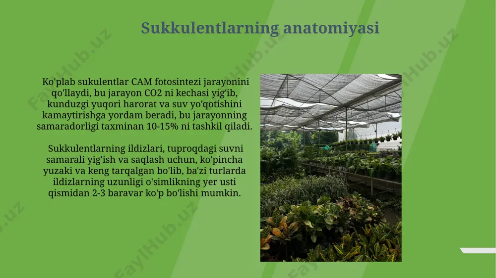 tida suvni tejashga yordam beradi. sukkulentlarning turlari sukkulentlarning 5000 dan ortiq turi mavjud bo'lib, ular crassulaceae, cactaceae va agavaceae kabi turli oilalarga mansubdir. sukulentlarning morfologiyasi xilma-xil: ba'zilari globular (sharsimon), boshqalari ustunsimon, 20 sm dan 2 metrgacha balandlikka yetishi mumkin. sukkulentlarning taksonomiyasi sukkulentlarning 10 000 dan ortiq turi mavjud boʻlib, ular crassulaceae, cactaceae, aizoaceae va boshqa 40 ga yaqin oilaga mansubdir. sukkulentlarning taksonomik tasnifi morfologik xususiyatlarga, shu jumladan barglarning shakli, poyaning tuzilishi va gul tuzilishiga asoslangan. e'tiboringiz uchun rahmat @taqdimot_robot image1.jpg image2.jpg image3.jpg image4.jpg image5.jpg image6.jpg image7.jpg image8.jpg image9.jpg image10.jpg image11.jpg image12.jpg