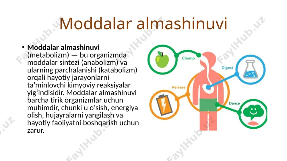 ulin: qondagi glyukoza miqdorini kamaytiradi. glyukozani hujayralarga kirishini rag‘batlantiradi va glikogen shaklida zaxiralashni ta'minlaydi. yog‘ va oqsil sintezini kuchaytiradi. glukagon: glyukogenni glyukoza molekulalariga parchalaydi (glyukogenoliz). qondagi glyukoza miqdorini oshiradi. adrenalin va noradrenalin: stress holatlarida energiya hosil bo‘lishini tezlashtiradi. yog‘lar va glikogennni parchalaydi, energiya ishlab chiqarishni kuchaytiradi. tiroksin va triyodtironin (qalqonsimon bez gormonlari): asosiy metabolik darajani oshiradi, organizmning umumiy energiya talabini boshqaradi. nerv tizimi orqali boshqaruv markaziy nerv tizimi (asosan gipotalamus) energiya almashinuvining markaziy boshqaruv markazi hisoblanadi. ochlik va to‘qlik signalizatsiyasi: gipotalamus ochlikni va to‘qlikni nazorat qiladi. leptin (to‘qlik gormoni) va grelin (ochlik gormoni) bu jarayonga ta'sir qiladi. avtonom nerv tizimi: simpatik nerv tizimi energiya ishlab chiqarishni tezlashtiradi (mushak qisqarishida va stressda). parasimpatik nerv tizimi esa dam olish vaqtida energiya zaxirasini tiklaydi. image1.png image2.png image3.png image4.png image5.png image6.png image7.png image8.png /docprops/thumbnail.jpeg