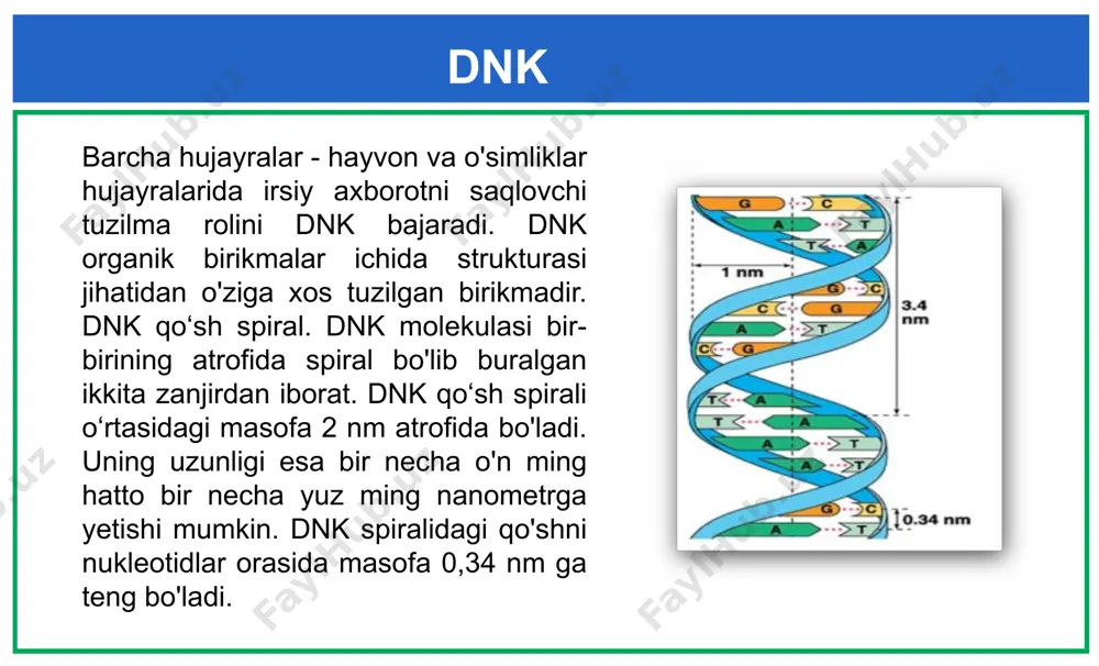 nuklein kislotalar. nukleotidlar. dnk - Page 5