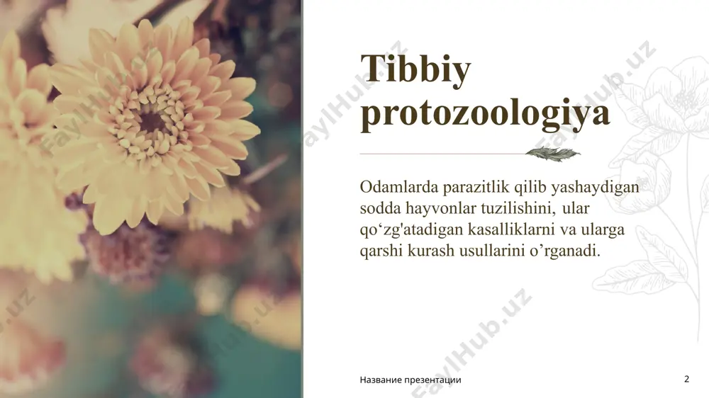 umumiy xususiyatlardan biri ularning o‘zlarida bitta yoki bir nechta xivchin tutishidir. xivchinlar harakat organoidlari hisoblanib, ular bazal tanachadan o‘sib chiqadi. xivchin ingichka ipsimon yoki tasmasimon ko‘rinishda bo‘lib, protoplazma o‘simtasi hisoblanadi. elektron mikroskopda xivchinlar tekshirilganda, ular murakkab tuzulishga ega ekanligi aniqlangan. xivchinlilar sinfiga 300 tadan ortiq tur kiradi. ularning ko‘pchiligi dengiz va chuchuk suvlarda, ayrimlari nam tuproqda yashaydi. ba’zi turlari parazitlik qilib yashashgan. 5 xivchinlilat ko’rinishi заголовок презентации 6 tripanosomalar avlodi (trypanosoma) tripanosomalarning quyidagi turlari yaxshi o‘rganilgan. afrika uyqu kasalligi qo‘zg‘atuvchisi-trypanosoma gambiense; shagas kasalligi chaqiruvchisi-trypanosoma cruzi. trypanosoma gambiense-afrikada tarqalgan o‘g‘ir “uyqy kasalligi” deb atalgan hastalikni chaqiruvchi parazit. xx asrning birinchi yarmida afrikada shu kasallikdan bir millondan ortiq kishi halok bo‘lgan. kasallik tana haroratini ko‘tarilishi bilan boshlanadi, so‘ngra asta-sekinlik bilan markaziy nerv tizimining qattiq shikastlanishi kuzatiladi. bemor uxlab qolishi yoki aksincha uxlay olmaslik hollari kuzatiladi. kasallik o‘z vaqtida davolanmasa, o‘limga olib kelishi mumkin. parazitlar bemorlarning qoniga, limfa bezlariga, keyinchalik orqa miya suyuqligiga …