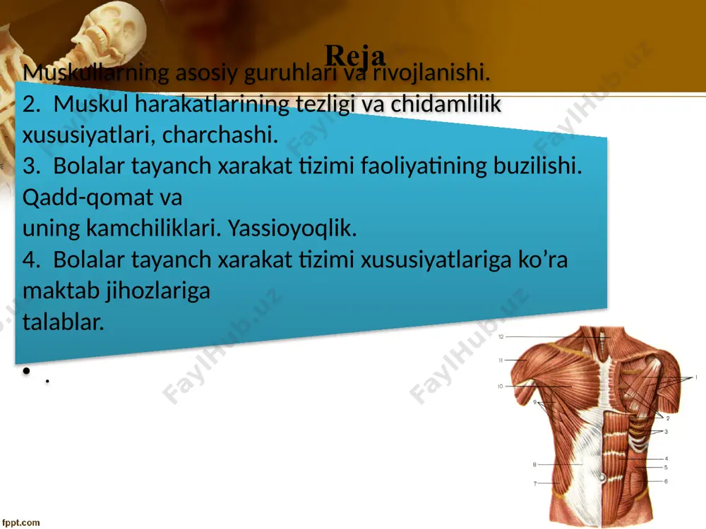 oya qiladi boshni ko`tarib turadi va qovurg`alarni birlashtirishda asos hisoblanadi. ko`krak suyagi—ko`krak qafasining qorin bo`shlig`i o`rta chizig`idagi yassi suyak suyaklarning vazifasi qo`l oyoqlar suyaklari ularning bog`lamlari bilan quyidagilarni tashkil qiladi. tizzaning ventral qismini qoplab tutuvchi tizza ko`zi deb ataluvchi kosa shaklidagi suyak ko`krak va toz bog`lam suyaklari erkin qo`l va oyoqlarni birlashtirishga yordam beradi. muskul tuzilishlari muskul bu – qiskarish xususiyatiga ega bulgan, tirik organizmning u yoki bu bo’lgani harakatga keltiradigan organ: u aksariyat, kundalang yulli va sillik muskul tukimalaridan tuzilgan. muskulatura – butun gavdaning yoki uning biror kismining, organning muskullar majmuasi. slaydlar.uz shunga kura muskullarni belgilariga qarab quyidagicha klassifikatsiyalash mumkin: tuzilishi buyicha: kundalang yulli muskullar. -sillik muskullar. ikkiyoklama kiya muskullar. 2) organizmda joylashish xolati buyicha: a) ichki a’zolar muskullari. b) yurak muskullari. v) osmatik muskullar. 3) funksiyalari buyicha: tonik muskullar. b) tetanik muskullar. v) kulfdosh (bekitish) funksiyasiga ega bulgan muskul tukimalari. 4) kelib chikishi buyicha: a) ektodermal muskullar. b) …