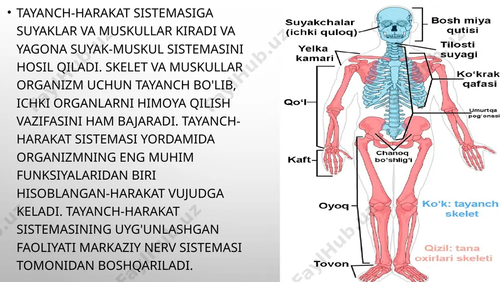 simon suyaklar ularga yelka, bilak, son, boldir suyaklari kiradi. kaltanaysimon suyaklarga esa qo’l va oyoqlarning kaft va barmoq suyaklari kiradi. g’ovak suyaklar. bular ham ikki xil uzun govaksimon suyaklar bularga qovurga, tosh, umrov suyaklari, kalta g’ovak suyaklarga esa umurtqa, qo’l va oyoqlarning kaft, kaft usti suyaklari kiradi. yassi suyaklar. bu suyaklarga bosh suyagidagi tepa, ensa, yuz, kurak va chanoq suyaklari kiradi. g’albirsimon suyaklar. yuqori jag, peshona, bosh suyagining pastki asos qismidagi ponasimon va ga’lbirsimon suyaklar kiradi. suyak shakllari odam tanasidagi suyaklarning barchasi bir-biri bilan ikki xil:harakatsiz va harakatli birikadi. suyaklarning harakatsiz birikishiga bosh, umurtqa, chanoq suyaklarining bir-biri bilan tutashuvi misol bo'ladi. ular boylamlar, tog'aylar, suyak choklari yordamida bir-biriga birikadi. bosh suyagi peshona, tepa, chakka, ensa kabi alohida suyaklardan iborat bo'lib, bola o'sgan sari chok yordamida bir-biriga birikib, yaxlit bosh suyagini hosil qiladi. bu suyaklar bir-biriga uzluksiz-zich birikkanligi uchun harakatsiz bo'ladi. suyaklarning harakatli, ya'ni bo'g'im hosil qilib birikishiga qo'l va oyoqlarning …