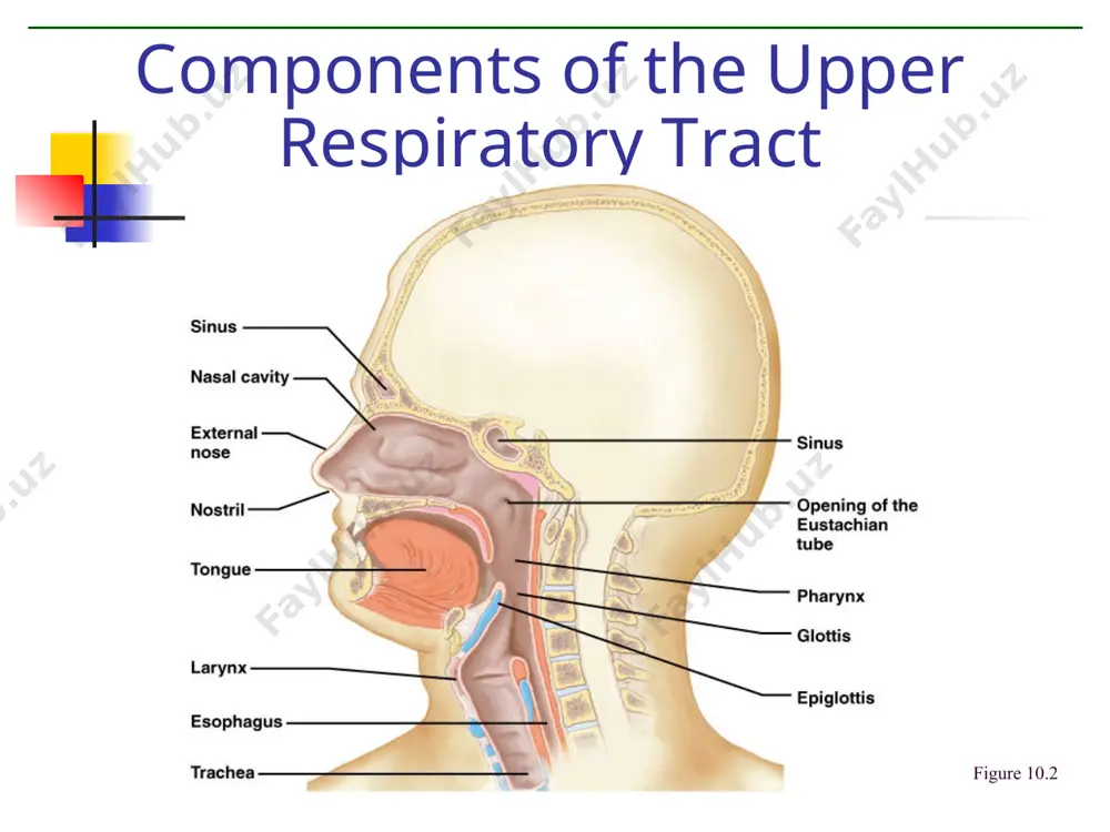 human respiratory system - Page 3