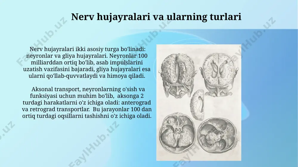 bosh miya va orqa miya nervlari - Page 4