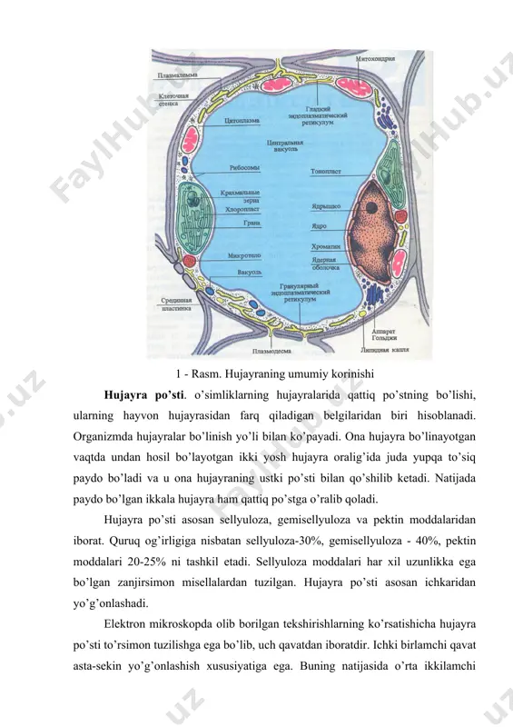 lari vazifalarini bajaruvchi oqsillar ham kiradi. umuman, membrana protoplazma va organoidlarni faqat o’rab va ajratib turuvchi qavat bo’libgina qolmay, muhim metabolitik vazifalarni ham bajaradi. yadro. yadro o’simlik hujayrasining eng muhim organoidlaridan biridir. dumaloq yoki oval shaklida va ba’zi hollarda esa duksimon, ipsimon bo’lishi mumkin. o’simlik hujayrasi yadrosining o’lchami o’rtacha 10 mk atrofida bo’ladi. ko’pchilik o’simliklar hujayrasida yadro bitta bo’ladi. yadro membrana qavati bilan o’rab olinadi va uning ichida 1-8 donagacha yadrochalar bo’ladi. protoplazmadagi endoplazmatik tur yordamida yadro membranasi hujayradagi barcha organoidlar membranasi bilan tutashgan bo’ladi. buning natijasida esa protoplazmaning umumiy metabolitik funksiyasi shakllanadi. yadroning asosiy vazifasi shundaki, u hujayra, to’qima, organ va butun o’simlik uchun zarur bo’lgan barcha fiziologik, bioximik jarayonlarni boshqarib turadi va informasion markaz sanaladi. yadro spesifik oqsillarni sintez qilish va irsiy belgilarni saqlab avloddan-avlodga berish programmasi bilan xarakterlanadi. bu vazifaning bajarilishida yadrodagi dnk asosiy rol oynaydi. yadro asosini nukleoplazma tashkil qilib, uning tarkibi asosan oqsillar, dnk(14%) va …