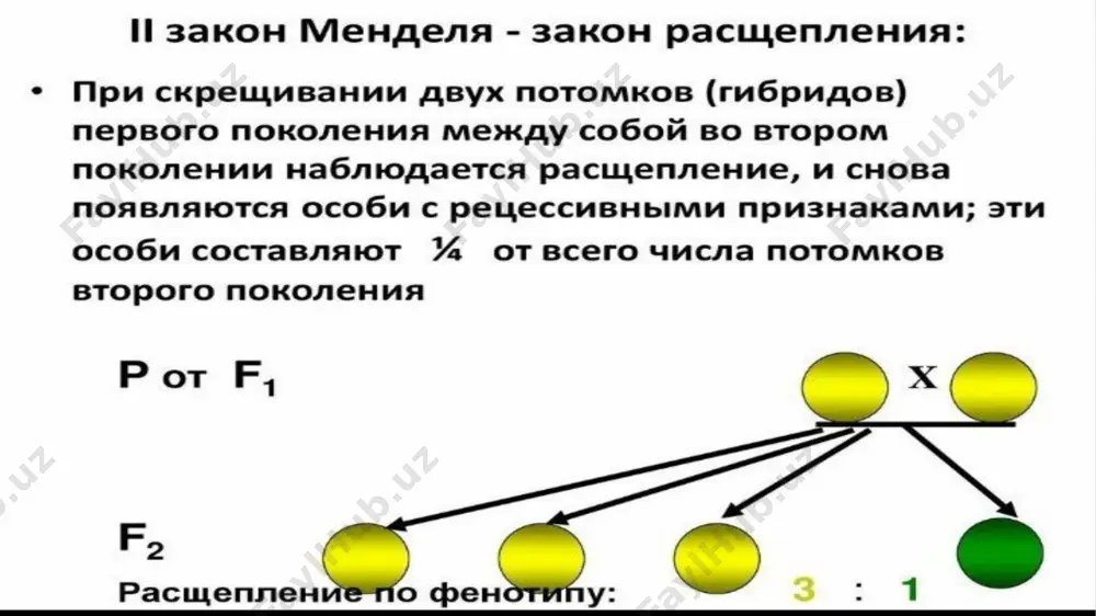 генетика человека - Page 5