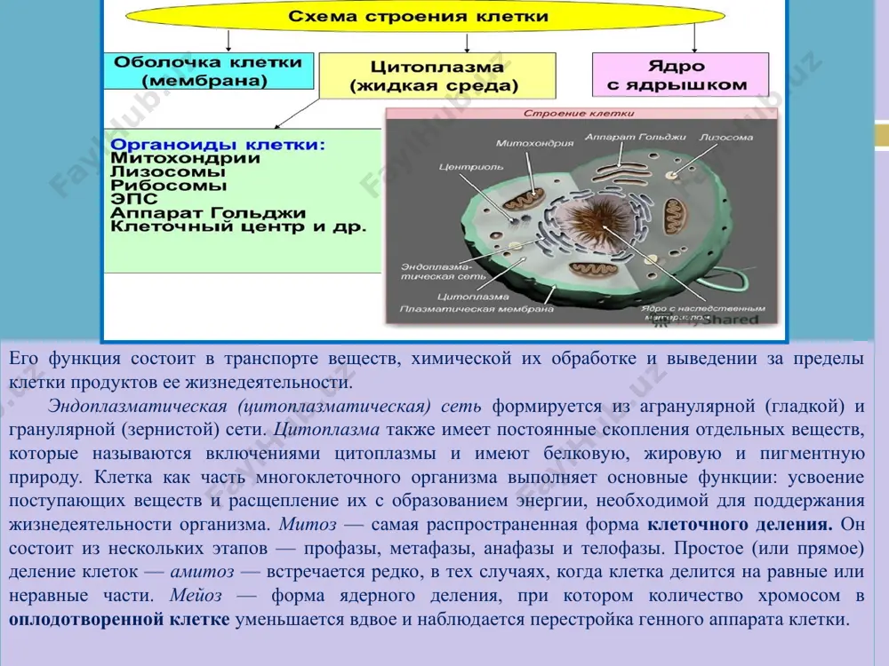 ы, цели, условия, меры и степени, уступки). определение определение - второстепенный член предложения, обозначающий признак предмета и отвечающий на вопросы какой? который? чей? определение, согласованное с подчиняющим членом в роде, числе и падеже, называется согласованным. например: сердечное сокращение; срочной госпитализации; кровеносные сосуды; неблагоприятный прогноз. согласованные определения выражаются прилагательными, местоимениями прилагательными, порядковыми числительными, количественным числительным один. определение, управляемое подчиняющим словом или примыкающее к нему, называется несогласованным. несогласованные определения выражаются формами косвенных падежей существительных без предлогов и с предлогами или же наречиями, сравнительной степенью прилагательных и инфинитивом. например: платье из шелка; яхта для прогулки; куртка из замши. дополнение дополнение - второстепенный член предложения, который чаще всего подчиняется глаголу-сказуемому и обозначает прямой или косвенный объект действия. дополнения бывают прямыми или косвенными. прямое дополнение имеет форму винительного падежа без предлога и подчиняется сказуемому, выраженному глаголом. например: врач положил на стол скальпель. косвенное дополнение может иметь форму любого косвенного падежа, кроме винительного падежа без предлога. …