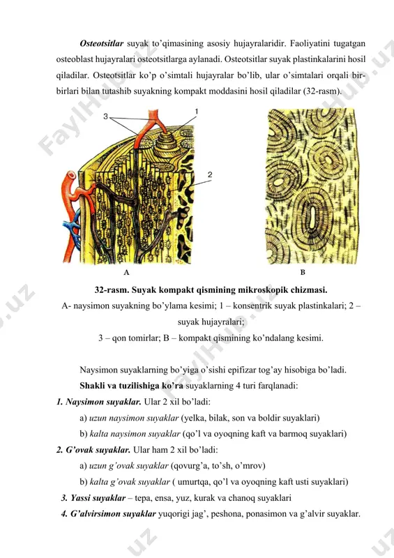 letining yuz qismida nafas olish va ovqat hazm qilish sistemasining boshlang’ich qismi joylashgan (34-rasm). 34-rasm. bosh skeleti. 1 – peshona suyagi; 2 – tepa suyagi; 3 – ensa suyagi; 4 – chakka suyagi; 5 – yonoq suyagi; 6 – burun suyagi; 7 – yuqorigi jag’ suyagi; 8 – pastki jag’ suyagi. bosh skeleti 2 qismdan iborat: 1. bosh skeletining miya qismi 2. bosh skeletining yuz qismi. bosh skeletining miya qismida 8 ta suyak bo’ladi: 1. peshona suyagi – 1 ta 2. tepa suyagi – 2 ta 3. chakka suyagi – 2 ta 4. ensa suyagi – 1 ta 5. asosiy-ponasimon suyak – 1 ta 6. g’alvirsimon suyak – 1 ta bosh skeletining yuz qismida 15 ta suyak bo’ladi: 1. yuqorigi jag’ – 2 ta 2. pastki jag’ – 1 ta 3. yonoq suyagi – 2 ta 4. ko’z yosh suyagi – 2 ta 5. tanglay suyagi – 2 ta 6. …