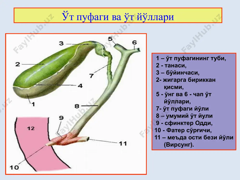 хасидаги кучли оғриқларнинг мавжудлиги билан характерланади. бу оғриқлар ўт пуфаги девори таранглашуви, ундаги босимнинг ортиши, ўт ажралишининг қийинлашуви хамда ўт пуфаги девори ва қорин пардадаги яллиғланишлар хисобига пайдо бўлади. оғриқлар ўнг елка, курак ва белнинг унг қисмига тарқалиши мумкин. сурункали холецистит патогенези клиникаси корин бироз дам бўлиб, унинг нафас актидаги иштироки сусаяди. ўнг қобирға ёйи сохасини перкуссия қилиш ёки енгил дукиллатиб кўриш кучли оғриққа сабаб бўлади. қориннинг юзаки пальпациясини ўтказиш дастлаб махаллий, кейинчалик эса, кенг тарқалган қорин мускулларининг тарнглашуви кўринишидаги реакцияга сабаб бўлади. шеткин-блюмберг симптоми сингари қорин парда қитиқланиши белгилари хам пайдо бўлиши мумкин. юзаки пальпация оғриқли бўлиб, чуқур пальрация ўткзишнинг эса, мутлақо иложи йўқ. баъзан жигарнинг катталашуви ва оғриғи аниқланиши мумкин. қон тахлилида эчт ортганлиги, лейкоцитоз ва нейтрофиллар формуласининг чапга силжиганлиги топилади. сурункали холецистит сурункали қайталанувчи холециститнинг асоратланган шакллари оғирроқ кечишлари билан ажралиб туради: интоксикация кучайиб, тана харорати кўтарилади. жигар катталашади, ўт пуфаги сохасида оғриқ пайдо бўлади. қон анализида …