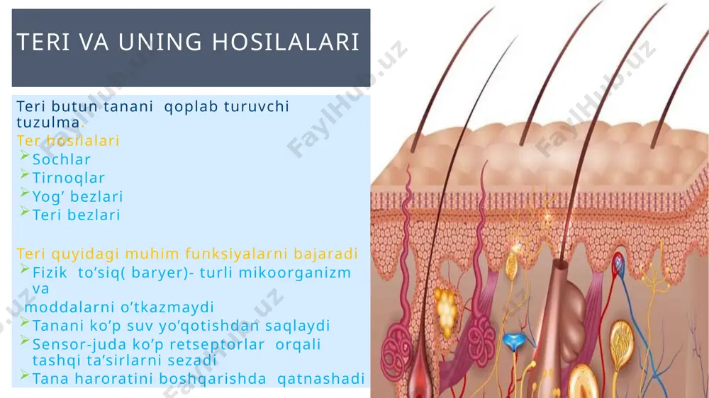 na shu o’zgarishni qayta joyiga keltirishga qaratilgan jarayonlar gomeokinez (feedback va adaptive control) deyiladi. ichki muxit va gomeostaz markaz negativ qaytar aloqa effektor gomeostazni bu buzgan tasirni kamaytirishga harakat qiladi. masalan: qon bosim ortsa, uni normaga qaytarishgacha qaratilgan jarayonlar ishga tushadi, yoki aksincha qon bosim kamaysa uni normaga ko’tarishga bo’lgan jarayonlar ishga tushadi. retseptor ta’sir 26 bunda xosil bo`gan javob reaksiyalari gomeostazni buzishga bo`lgan tasirga nisbatan pozitiv (qo`llab quvvatlovchi) hisoblanadi. patologiyada “havfli xalqa” deyiladi. negative feedbeck=>pozitive feedback bu jarayon bazida yaxshi natijali bo`lishi mumkin: tromb xosil bo`lishida tug`ruq vaqtida bachadon qisqarishi harakat potensiali hosil bo`lishida na+ kanallarini ochilishi pozitiv qaytar aloqa markaz effektor retseptor ta’sir bosh miya gipofizdan oksitotsin sekretsiya qilishini stimullaydi oksitotsin qon orqali bachadonga yetkaziladi oksitotsin bachadon qisqarishini stimullaydi va bolani bachadon bo'yniga tomon itarad bolaning boshi bachadon boyinga qarama qarshi ravishda itariladi bachadon boynidan hosil bolgan nerv impulslar bosh miyaga o'tkaziladi ko`krak so`rg`ichi poralardan sut chiqadi 1. …