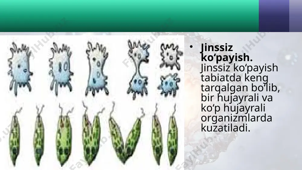 organizmlarning ko‘payishi. jinssiz ko‘payish. 10 - sinf - Page 4