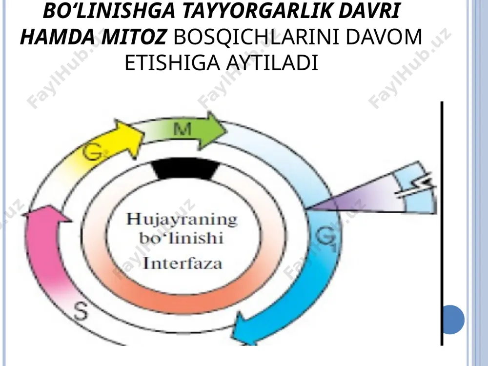 hujayralarning ko'payishi. mitoz. mitotik sikl - Page 4