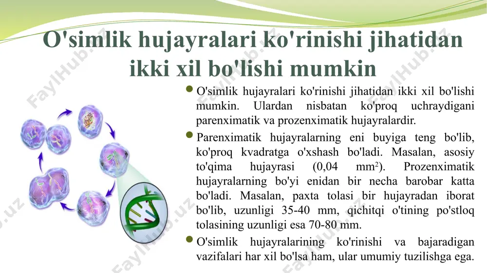 o'simlik hujayrasi taqdimoti - Page 5