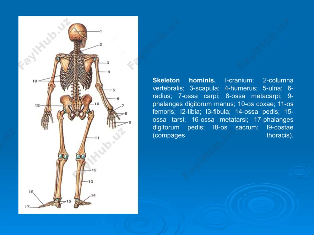 aviculae; 5-extremitas sternalis; 6-impres-sio lig.costoclavicularis б; 1-extremitas acromialis; 2-tuberculum conoideum; 3-extremitas sternalis; 4-facies articularis sternalis. кул, оёк ва чанок суякларининг функционал анатомияси. курак суяги - scapula курак суяги ясси, уч киррали булиб, ii - yii ковургалар сохасида жойлашади. курак суягининг куйидаги киррлари булади: юкори кирраси margo superior; ички кирраси margo medialis; ташки кирраси margo lateralis. курак суягининг куйидаги бурчаклари булади: юкори бурчаги angulus superior; остки бурчаги angulus inferior; ташки бурчаги angulus lateralis. курак суягининг юкори кирраси сохасида уйма incisura scapulae булади. курак суягининг ташки бурчаги сохасида, елка суяги бошчаси кириб турадиган чукурча cavitas glenoidalis жойлашади. бу бугим чукурчасининг атрофида курак суягининг буйин кисми collum scapulae булади. бугим чукурчасининг юкори кисмида буртик tuberculum supraglenoidale ва бу чукурчанинг остида буртик tuberculum infraglenoidale куринади. бу буртикларга мускуллар бирлашади. курак суяги ташки бурчагининг юкори кисмида тумшуксимон усимта processus coracoideus хосил булади. курак суягининг ички юзаси facies costalis деб аталиб, fossa subscapularis чукурчасидан хосил булади. …