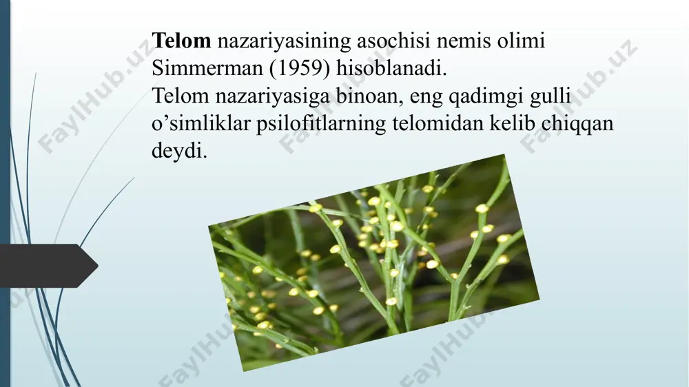 gulli o’simliklarning xilma xilligi va tarqalishi - Page 4