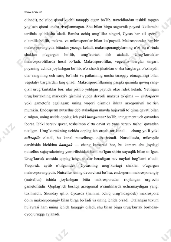 ch orqali tor kanal — chang yo`li yoki mikropile o`tadi, bu kanal nutsellusga olib boradi. nutsellusda, mikropile qarshisida kichkina kamgak — chang kamerasi bor, bu kamera shu joydagi nutsellus xujayralarining yemirilishidan hosil bo`lgan shirin suyuqlik bilan to`lgan. urug`kurtak asosida qoplag`ichga tolalar beradigan suv naylari bog`lami o`tadi. yuqorida aytib o`tilganidek, cycasning urug`kurtagi shaklan o`zgargan makrosporangiydir. nutsellus uning devorchasi bo`lsa, endosperm makrosporangiy (nutsellus) ichida joylashgan bitta makrosporadan riojlangan urg`ochi gametofitidir. qoplag`ich boshqa arxegonial o`simliklarda uchramaydigan yangi tuzilmadir. shunday qilib, cycasda (hamma ochiq urug`lidagidek) makrospora doim makrosporangiy bilan birga bo`ladi va uning ichida o`sadi. otalangan tuxum hujayrasi ham uning ichida taraqqiy qiladi, shu bilan birga urug`kurtak boshdan-oyoq uruqqa aylanadi. mikrosporangiylari bor mikrosporofillar to`p bo`lib, erkak qubbaga aylangan, erkak qubba makrosporofillar singari poyaning uchida, lekin ulardan alohida, boshqa individlarda bo`ladi. cycas — ikki uyli o`simlikdir. erkak qubbasi o`rtasidan o`ggan o`qda mikrosporofillar joylashgan. alohida olingan mikrosporofillar uchburchak shaklidagi tangacha ko`rinishida bo`lib, pastki tomonida mikrosporangiylar to`p-to`p …