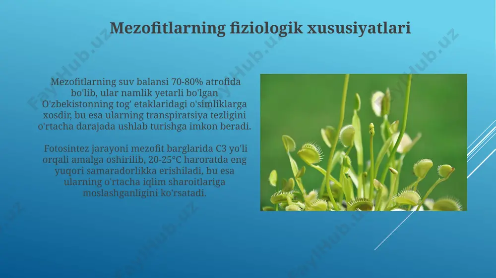 mezofitlar - Page 4