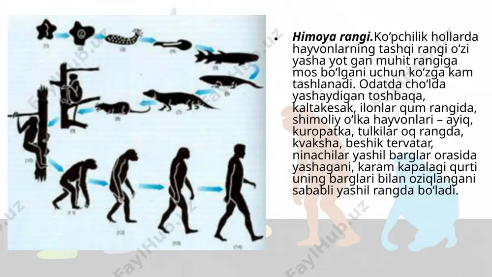 organik olamdagi moslanishlar – evolutsiya natijasi. 10 - sinf - Page 4