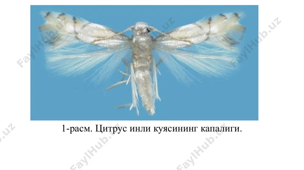 ари уч бўғимдан иборат. қаноти кўндалангига сарғиш кулранг энли чизиқлар билан қопланган. қорин қисмида кўкраги томондан учта йўл-йўл кўндаланг доғи бор. тухуми узун, оқиш рангда, тўмтоқлашган, учли, узунлиги 0,5-0,9 мм. личинкаси - оқиш рангда, 12 бўғимдан иборат, узунлиги 7-10 мм, ингичка, олдинги учида оғиз аппарати ва нафас олиш йўллари жойлашган. тананинг кенгайган орқа қисмида орқа нафас олиш йўллари жойлашган. пупарий-овалсимон, тўқ-жигар ранг, узунлиги 4-5 мм. пупарий (фазасида) қишлайди. пайдо бўлган имаголар мева тугунакларига цитрус экинлари меваси пўстини тешиб тухумини қўяди (1-20 та). 2-3 кундан кейин тухумдан чиққан личинкалар мева ичига ҳаракат қилади ва 2-3 ҳафта озиқланади. зарарланган мевалар тўкилади. озиқланиб бўлгандан кейин, личинка мевани тарк этиб, ернинг юза қисмида ёки устида ғумбакланади ва пупарийга айланади. личинкалар сакраш хусусиятига эга бўлганлиги учун пупарий тўкилган меваларни 2-3 метр атрофидан топиш мумкин. ғумбагини ривожланиши 3-4 ҳафта давом этиб кейин имаго пайдо бўлади. ғумбакдан чиққан имаголар пишаётган меваларга тухум қўяди. мева шарбати билан озиқланади. …