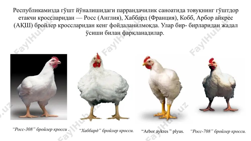физиологик ҳолатларини инобатга олган ҳолда паррандахоналарда ўстириш, боқиш ва етиштириш жўжаларни сув ва озуқани актив истеъмол қилишини, жиғилдон(зоб)и тўлганлигини назорат қилиб бориш, боқилиш самарасини билиш учун 7-куни тирик вазнини тортиш; — жўжаларни бутун ўсиш даврида ҳаво ҳароратини маъқул бўлган режимда ушлаш. тез ўсувчи бройлер жўжалари ўзидан айниқса ишлаб чиқариш даврининг иккинчи қисмида, катта миқдорда метаболик иссиқлик чиқаради. жўжани 21 кунлигидан бошлаб атроф мухит ҳароратини 210с дан паст ушлаш, бройлерлар вазнини оптимал ўсишига имкон яратади. юқумли ва юқумсиз парранда касалликларига қарши самарали ветеринария-профилактик чора-тадбирларини қўллаш (бинони санация қилиш, бир вақтнинг ўзида бир ҳил ёшдаги паррандалар билан бинони тўлдириш, ўз вақтида иммунизация қилиш ва бошқалар). бройлерларни қафасларда сақлаш ва боқиш учун бкм-3б технологик ускуналар ва 3 ярусли кп-8 батареяларини ишлатиш мумкин. бройлерларни катакларда сақлашнинг афзалликлари шундан иборатки, бир хил ҳажмдаги майдонда ер(пол)да боқилганга нисбатан 1,5 баробар бош сонини кўп ушлаш мумкин, мос равишда бош сони ҳисобига парранда гўштини ҳам кўп олиш мумкин. …
