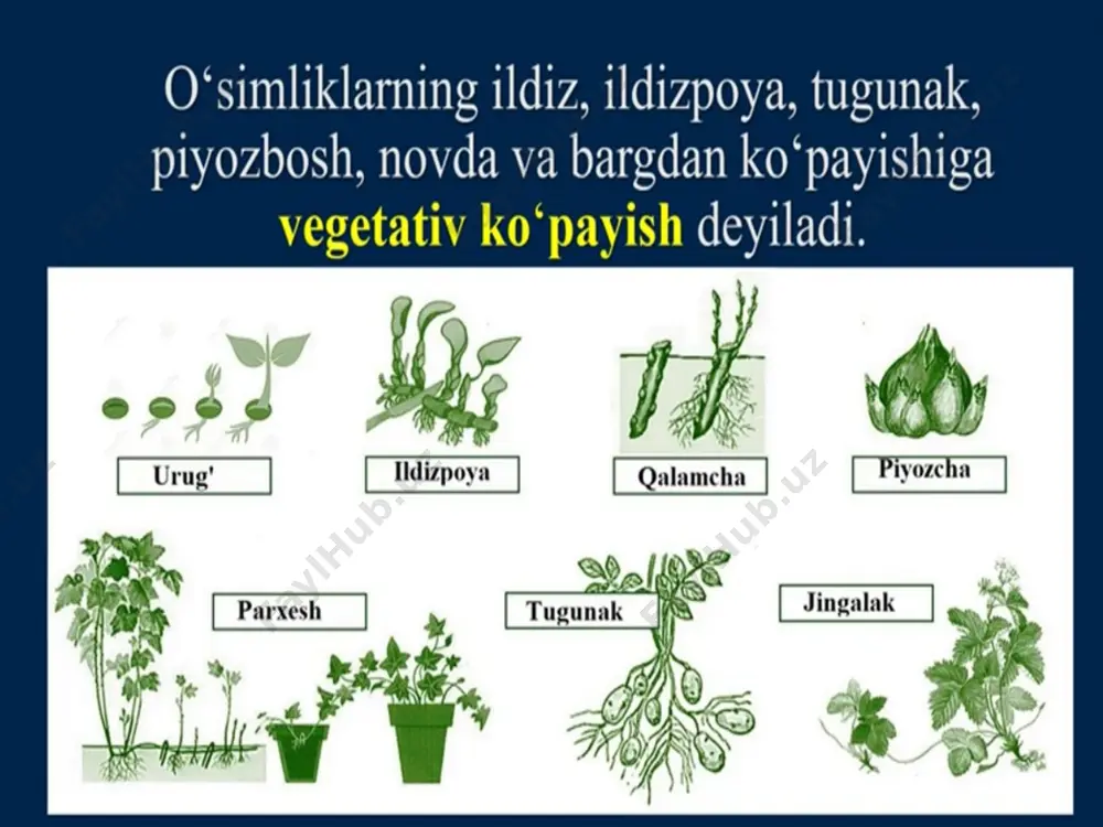 o’simliklarning vegetativ ko’payishi - Page 2