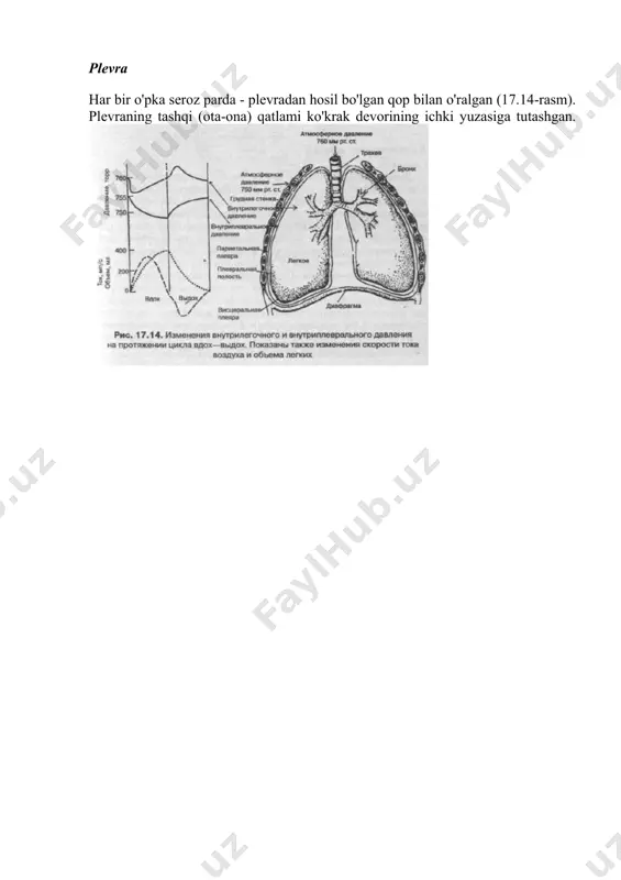 aydi. ko'krakning old devori sternum tomonidan hosil bo'ladi. ko'krakning lateral devori qovurg'alar va qovurg'a xaftagalaridan hosil bo'ladi. qovurg'alar umurtqa pog'onasining ikki tomonida juft bo'lib yotadi. har bir qovurg'a umurtqa pog'onasi bilan artikulyatsiya darajasidan pastga qarab egilib, quyida sternumga biriktiriladi qovurg'alar orasidagi bo'shliq interkostal deb ataladi. nafas olish mushaklari nafas olish mushaklari qisqarishi ko'krak hajmini o'zgartiradigan mushaklardir. bosh, bo'yin, qo'l va yuqori ko'krak va pastki bo'yin umurtqalarining bir qismi mushaklari, shuningdek, qovurg'ani qovurg'a bilan bog'laydigan tashqi qovurg'alararo mushaklar qovurg'alarni ko'taradi va ko'krak hajmini oshiradi. diafragma, vertebra, qovurg'alar va sternum bilan biriktirilgan mushak-tendon plastinkasi, ko'krak bo'shlig'ini qorin bo'shlig'idan ajratib turadi bu oddiy nafas olishda ishtirok etadigan asosiy mushakdir. nafas olishning kuchayishi bilan qo'shimcha mushak guruhlari qisqaradi. ekshalatsiyaning kuchayishi bilan qovurg'alar orasidagi (ichki qovurg'alararo mushaklar) qovurg'alar va pastki ko'krak va yuqori bel umurtqalari, shuningdek qorin bo'shlig'i mushaklari harakat qiladi; ular qovurg'alarni tushiradilar va qorin bo'shlig'i organlarini bo'shashgan diafragmaga bosadilar, shuning uchun ko'krak qafasining …