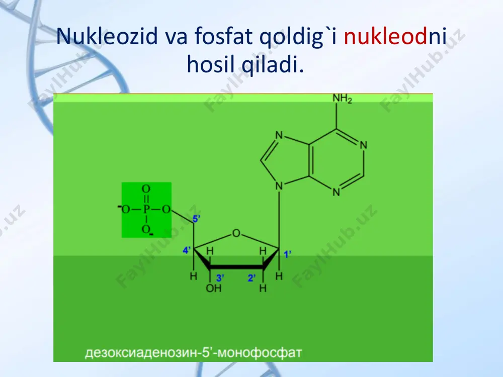 hosil boʻlgan irnk molekulasi aminokislotalarni bir-biriga ulash orqali oqsil ishlab chiqaruvchi uskuna hisoblangan ribosoma bilan bogʻlanadi. ribosoma irnkdagi spetsifik ketma-ketlikni oʻqish orqali shu mʼlumotga asosan oqsil sintez qiladi. irnk uchta nukleotiddan iborat (kodon deb ataluvchi) guruhlarda “oʻqiladi” va har kodon oʻqilganda zanjirga bitta aminokislota qoʻshiladi. transport qiluvchi rnk trnkning asosiy vazifasi aminokislotalarni aktseptorlash va ularni hujayraning oqsil sintez qiluvchi apparatiga yetkazib berishdir. ular qaytar transkriptsiya jarayonida praymer rolini bajaradi. trnk 70-90 ta nukleotidlarning ketma-ketligi va 10% atrofida minor komponentlardan tuzilgan. u “beda bargi” deb nomlanadigan ikkilamchi strukturani hosil qiladi. ushbu struktura 4 yoki 5 ta ikki zanjirli spiral band va 3 ta ayridan tashkil topgan. har bir bandda 4-7 ta qoʼsh spiralni hosil qiluvchi uotson-krik jufti bor. аktseptor, antikodon, digidrouridil (d), psevdouridil (tψs) va qoʼshimcha band farqlanadi. t-rnk akseptor qismi adeninidagi ribozaning gidroksil guruhiga aminokislota bog'lanadi. transport rnk bilan aminokislotaning bog‘langan birikmasini aminoatsil - t-rnk (aatrnk) deb ataladi. ular oqsil …