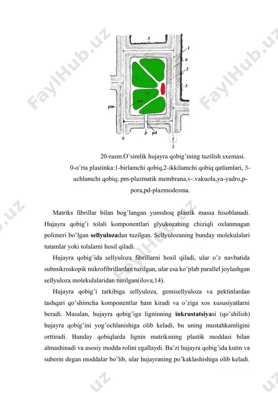 ’rganmoq kerak. o’simlik hujayrasi bo’linishida xromosomalar qutblarga tarqalgandan so’ng ekvator tekisligida membranali pufakchalarning to’planishini ko’rish mumkin, ular hujayraning markazida bir-birlari bilan quyilishib ketadi(21 rasm). bu jarayon markazda boshlanib, periferiyaga tarqaladi. shu yo’l bilan hujayra plastinkasi shakllanadi. uning markazida matriksning amorf moddasi joylashadi. dastlabki vakuolalar golji apparati membranalaridan hosil bo’lishi isbot qilingan. o’sayotgan hujayra plastinkasi uch qavatdan tashkil topadi: faqat amorf matriksdan tashkil bo’lgan markaziy-o’rta plastinka va ikkita periferikgemisellyuloza va sellyuloza fibrillariga ega bo’lgan birlamchi qobiqlardan iborat (21 rasm). agar o’rta plastinka dastlabki hujayralarning faoliyatidan hosil bo’lsa, birlamchi qobiq yangi hosil bo’lgan hujayralardan ajralgan gemisellyuloza va sellyuloza fibrillaridan hosil bo’ladi. 21-rasm. piyoz ildiz tuki hujayrasi bo’linishining telofaza bosqichida qiz hujayralar qobig’ining hosil bo’lishi. hujayra qobig’ining keyingi qalinlashuvi endi har ikkala yangi hosil bo’lgan hujayralarning faoliyati hisobiga bo’ladi. hujayraning tashqarisida golji apparati pufakchalarining sitoplazmadan tashqariga chiqqandan keyin, u yerda sellyuloza fibrillarining sintezi va polimerlanishi yuz beradi. shunday qilib, asta sekin ikkilamchi qobiq …