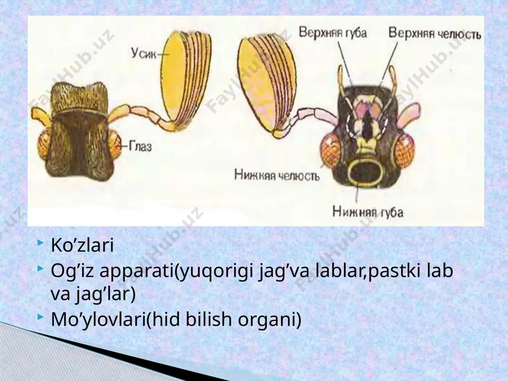 biologiya fani dars ishlanmasi - Page 5