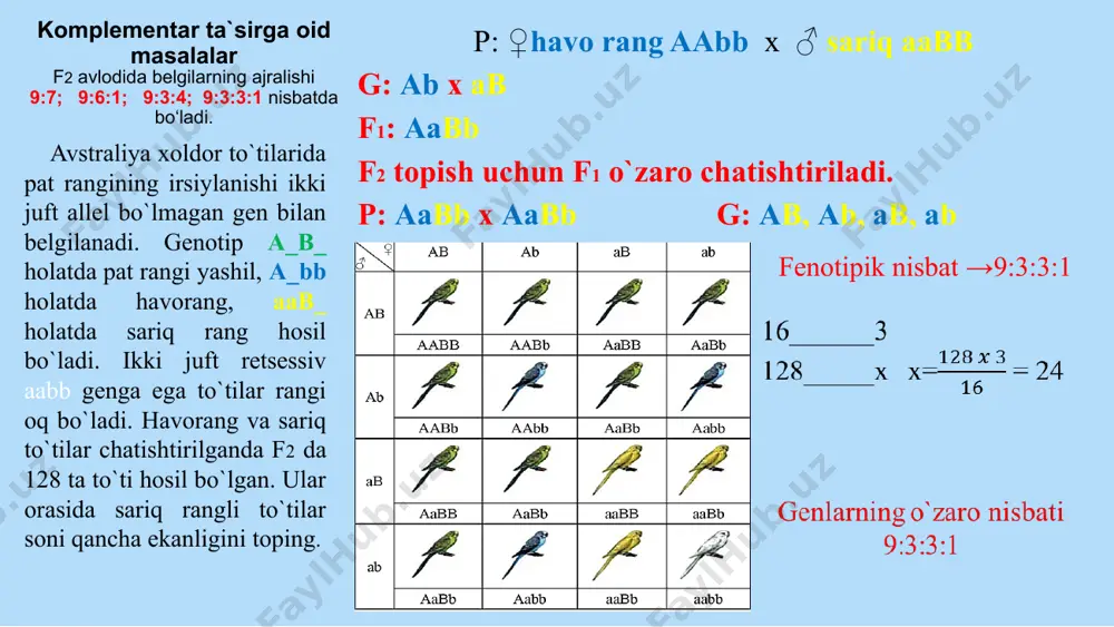 : ccpp x ccpp g: cp x cp f1: ccpp → qizil gultojli 3. f2 ni topish uchun f1 o`ziga qayta chatishtiramiz: p: ccpp x ccpp g: ota va onadan bir xil gameta olinadi: cp, cp, cp, cp f2 da natija, genlarning o`zaro nisbati 9:7 hidli no`xatning gultojbarglari oq va qizil rangda bo`ladi. genotipi boshqa – boshqa bo`lgan ikkita oq gultojbargli shakli chatishtirilgan. natijada f1 da qizil, f2 da esa oq va qizil shaklli formalar olingan. dastlabki ota-ona va f1 duragaylarining genotipini toping. komplementar ta`sirga oid masalalar f2 avlodida belgilarning ajralishi 9:7; 9:6:1; 9:3:4; 9:3:3:1 nisbatda bo‘ladi 1.genetik belgilash: oddiy (aabb); no‘xatsimon (aabb yoki aabb); yong‘oqsimon (aabb yoki aabb); gulsimon (aabb yoki aabb). 2. ota-ona formani chatishtiramiz: p: ♀aabb x ♂aabb g: ♀ ab x ♂ ab, ab, ab, ab f1: ♀ ♂ ab, ab, ab, ab ab aabb aabb aabb aabb yong`oqsimon gulsimon no`xatsimon oddiy tojli 1/4 1/4 1/4 …