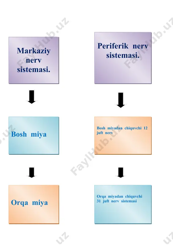 .bosh miyaning stvol qismi 4.uzunchoq miya 5.miya ko’prigi 6.o’rta miya 7.oraliq miya 8.miyacha bosh miya___ _organizm va tashqi muhitni bir biri bilan bog’laydi. bosh miya ___odamning aql idroki, fikrlash qobiliyati, ongi kabi ruhiy hususiyatlarning fiziologik asosi. ___tashqi muhit bilan ichki muhitni analiz sintez qilib , ularga javob qaytaradi. ___bosh suyagining ichida joylashgan ____og’irligi 1020-1970 gr. __aqliy faoliyati bosh miya katta yarim sharlaridagi po’stloq qismida joylashgan nerv hujayralarining murakkab fiziologik biokimyoviy, biofizik , xususiyatlariga bog’liq. aqliy faoliyatning rivojlanishi ___xar bir odamning yoshlikda olgan tarbiyasiga bog’liq. ____ ikki qismdan iborat 1. ustun qismi (stvoli) 2. katta yarim sharlari. ______ stvol ya’ni ustun qismiga uzunchoq miya varoliyev ko’prigi (miya ko’prigi) o’rta miya, miyacha kiradi ____bosh miyaning eng pastki qismi yuqori qismi miya ko’prigiga pastki qismi orqa miyaga birlashadi uzunchoq miya uzunligi—3-3.5. og’irligi 7 gr. uzunchoq miya shikastlansa----nafas olish va yurak ishi to’xtab qolishi kuzatiladi. miyacha bosh miya yarimsharlarining ensa bo’lagi tagida joylashgan miyacha …