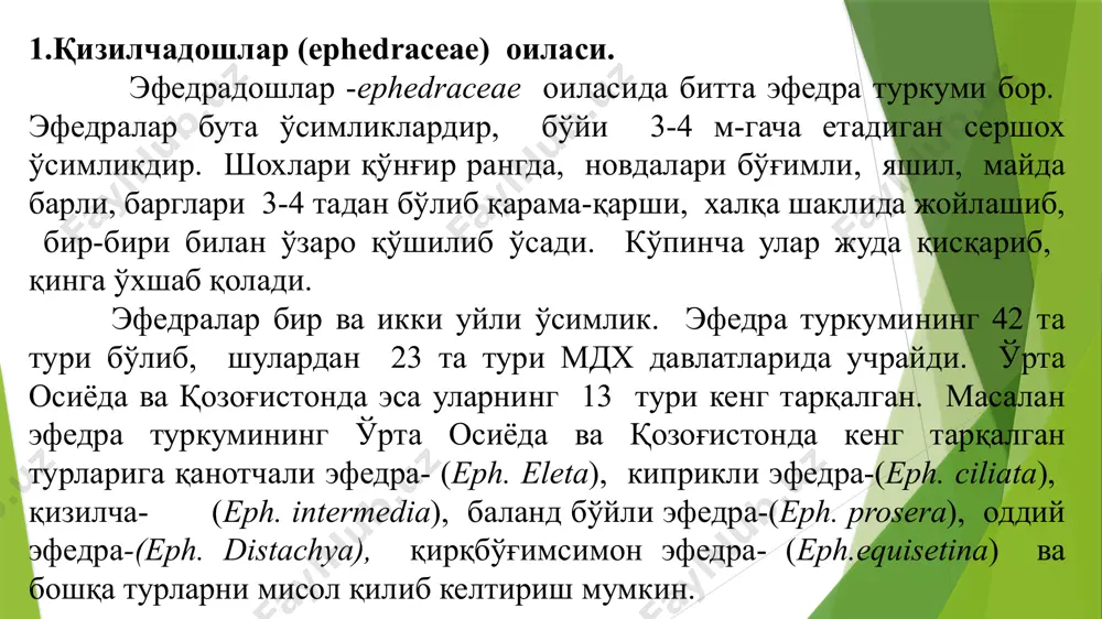 чили бошоғи бир гулли. найчаси тўғри ёки салгина қайрилган. барглари одатда 2 тадан қарама-қарши жойлашган. баландлиги 1,5 м га етадиган бута. июн-июл ойларида гуллаб, мева беради. меваси бир уруғли. тоғ этакларида тошли ён бағирларда ўсади. ўзбекистонда кенг тарқалган. қирқбўғимсимон қизилча - ephedra equisentina-bunge республикамизнинг чўл, адир ва тоғларда, йирик ва чағир тошли ён бағирларда ўсади. июн-июл ойларида гуллаб, мева беради. чўл қисмидаги кўчмайдиган қумларда қуббадор қизилча (ephedra strobilaceae bunge) ўсади. федченко қизилчаси - ephedra fedtschenkoa pauls – шохлари тик жойлашган, яшил, силлиқ ёки бироз дағал, 1,5 мм йўғонликда. бўғим оралиқлари 1-1,5 см. меваси бир уруғли, қизғиш этли, тухумсимон ёки овал. тоғ зонасининг дарё водийлардаги тошлоқларда ва чағир тошли ён бағирларда учрайди. май-июн ойларида гуллайди ва июл-август ойларида мева беради. бўйи 1-1,5 м ли бута. қизилчадошлар (ephedraceae) оиласининг халқ хўжаликдаги ахамияти. қизилчадошлар оиласининг айрим турларининг ёш новдаларидан «эфедрин ва псевдо-эфедрин» алкалоидлари топилган. улардан медитцинада дорилар тайёрланади. бу оила вакилларининг мевалари ширин …