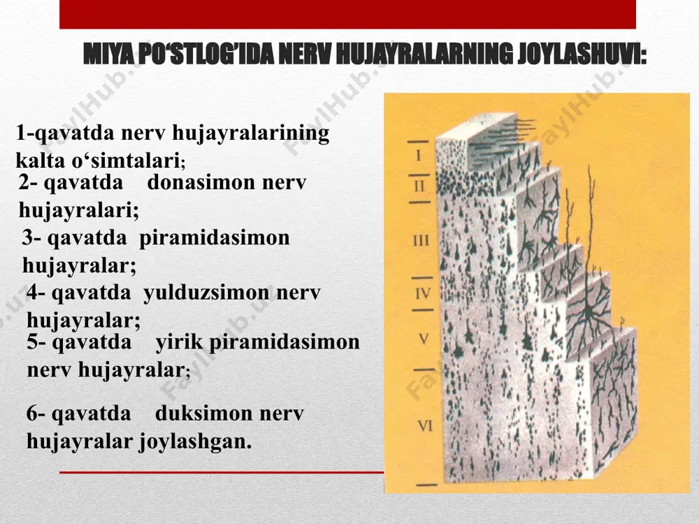 di, xulqi yaxshi, a’lo baho bilan o’qiydi. uyga berilgan vazifalarni o’z vaqtida bajarib kelichga harakat qiladi, nutqi tez va ravon, so’z boyligi ko’p, aytilgan so’zlarni tez ilg’ab oladi. jonli, harakatlari tez, turli imo-ishoralar bilan o’z fikrini ifoda qiladi va boshqa ijobiy xarakterlar bilan ajralib turadigan bolalar odam oliy nerv faoliyatining 3-tipi kuchli, qo’zg’aluvchan, muvozanatlashgan, kam harakat tip bu tipda qo’zg’alish va tormozlanish kuchli, ammo ularning o’rin almashivi sust bu tipga kiruvchi bolalarda shartli reflakslar sekin hosil bo’ladi, tez so’nadi va sekin tiklanadi,ular o’qish, yozish va gapirishni tez o’rganadilar, xulqlari yaxshi, odobli, nutqlari sekinva ravon bo’ladi . odam oliy nerv faoliyatining 4-tipi nimjon yoki sust tip bu tipda nerv protsesslari sust, kam qo’zg’aluvchan va tormozlanish jarayoni yuqori bu tipdagi bolalarning ish qobiliyati past, nutqi sekin, yaxshi rivojlanmagan, so’z boyligi kam, qiyinchiliklardan qo’rqadi. tez charchaydi, o’qish, yozishni sekin o’rganadi, maktab hayotiga qiyinchilik bilan ko’nikadi. o’z o’rtog’ining xarakteriga ixtiyorsiz moslashadi, o\zlashtirish past, xarakteri …