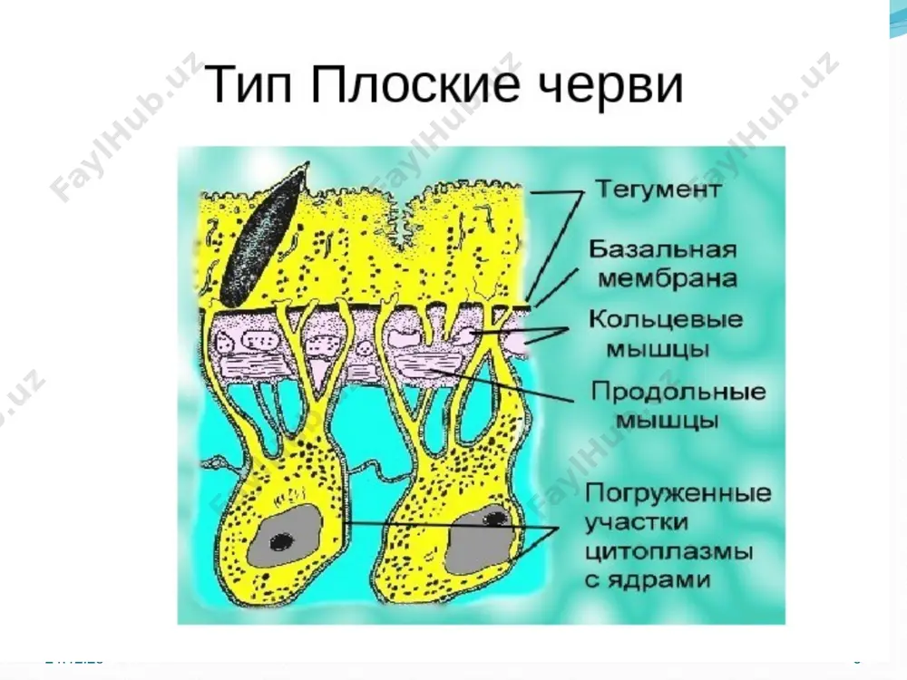 hida siydik pufagiga, pufak esa tashqariga ochiladi. qovuq xalta, v yoki y shaklida bo'lishi mumkin. azotli ekskretsiyaning chiqishi tegument orqali sodir bo'ladi. * * * * * * * * nerv sistemasi ortogon tipda tuzilgan bo'lib, bir juft miya gangliylaridan hamda ulardan oldinga va orqaga ketadigan uch juft bo'ylama nerv stvolidan iborat. nerv stvollari ko'ndalang nerv tolalar bilan qo'shilgan. bo'ylama nervlardan ayniqsa, qorin nerv stvoli yaxshi rivojlangan. sezgi organlari voyaga yetgan hayvonlarda rivojlanmagan, suvda erkin suzib yuradigan lichinkalaming bir yoki ikki juft oddiy ko'zchalari - teri retseptorlari bo'ladi. * * jinsiy sistemasi. ko'pchilik so'rg'ichlilar germafrodit; jinsiy sistemasi xilma-xil va murakkab tuzilgan. erkaklik jinsiy organi qorin so'rg'ichidan orqaroqda joylashgan bir juft urug'dondan iborat. urug'donlardan bittadan urug' yo'li boshlanadi. qorin so'rg'ichidan keyinroqda urug’ yoilari qo‘shilib, urug’ chiqarish nayini hosil qiladi. bu nay urug'lantiruvchi organ ichidan o‘tadi. urugiantiruvchi organ maxsus xaltacha - jinsiy kloakada joylashgan. tuxumdoni bitta; urug‘donlardan keyinroqda joylashadi. tuxumdon ootip deb …