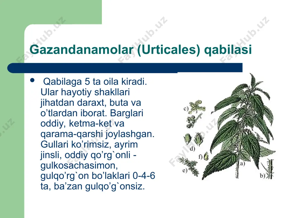 o`simliklar kiradi. ularning barglari ketma-ket yoki qarama-qarshi joylashadi. barglari butun, uyilgan yoki kaychibarg. tupgullari kallaksimon yoki boshoqsimon bo`lib, barg qo`ltig`ida joylashgan. gullari ayrim jinsli, changchisi 4 ta, urug`chisi 1 yoki 2 ta mevachi bargdan iborat. mevasi yongokcha yoki soxta danakcha. bu oilaga 53 turkumga mansub 1400 tur kiradi. o`zbyokistonda 3 ta turkumga mansub 6 ta turi bor.